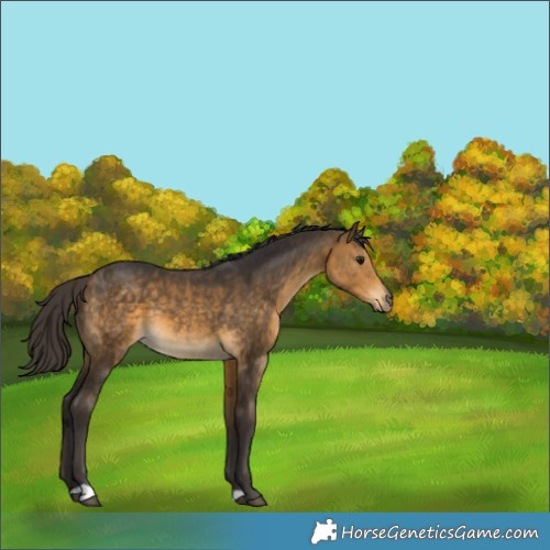 Horse Color:Buckskin 