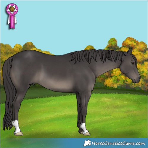 Horse Color:Smoky Black 