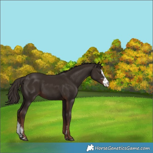 Horse Color:Liver Chestnut Sabino 