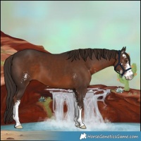 Horse Color:Liver Chestnut Sabino