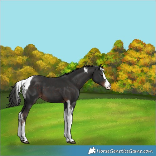 Horse Color:Liver Chestnut Sabino Tobiano 