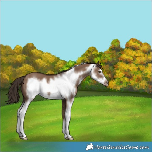 Horse Color:Liver Red Dun Sabino Frame 