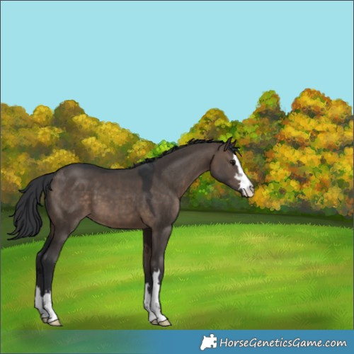 Horse Color:Brown Dun 