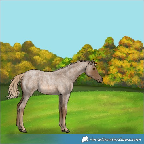Horse Color:Chocolate Palomino Roan 