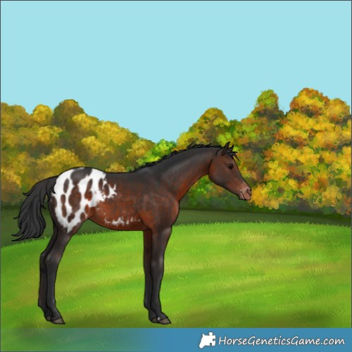Horse Color:Bay Appaloosa 
