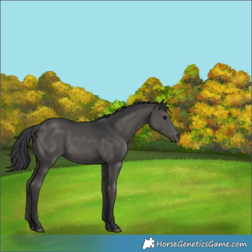 Horse Color:Black 