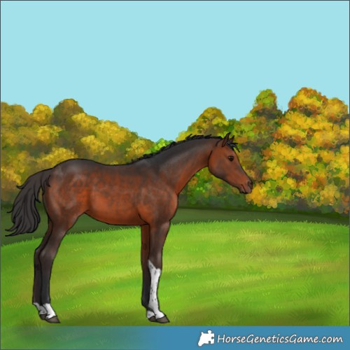 Horse Color:Brown Tobiano 