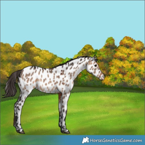 Horse Color:Brown Dun Appaloosa 