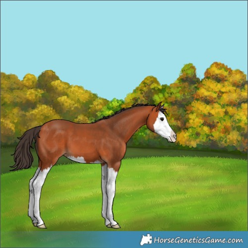 Horse Color:Bay Splash 