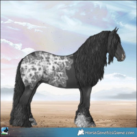 Horse Color:Black Ice Sabino
