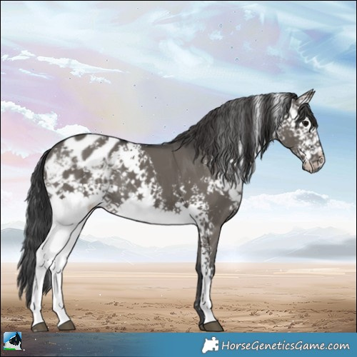 Horse Color:White Spotted Grullo Blanket Rabicano 