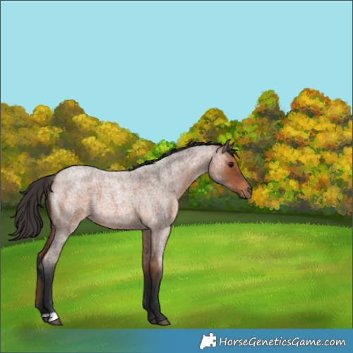 Horse Color:Bay Roan 