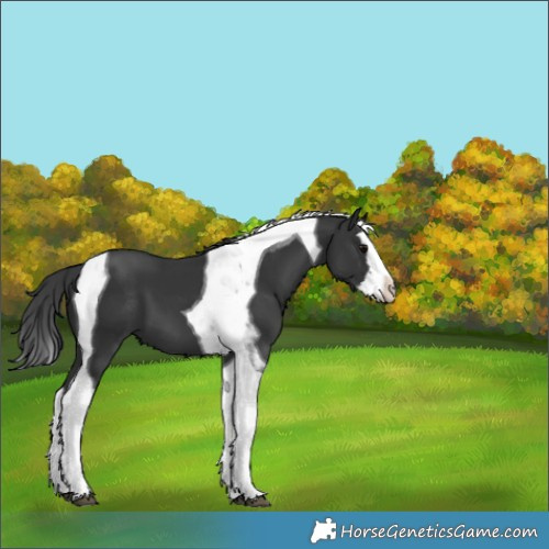 Horse Color:Black Splash Tobiano 