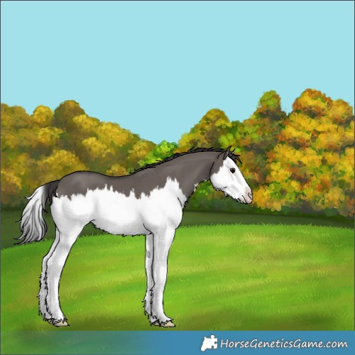 Horse Color:Smoky Grullo Splash 