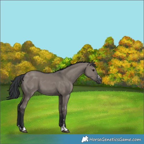 Horse Color:Grullo 