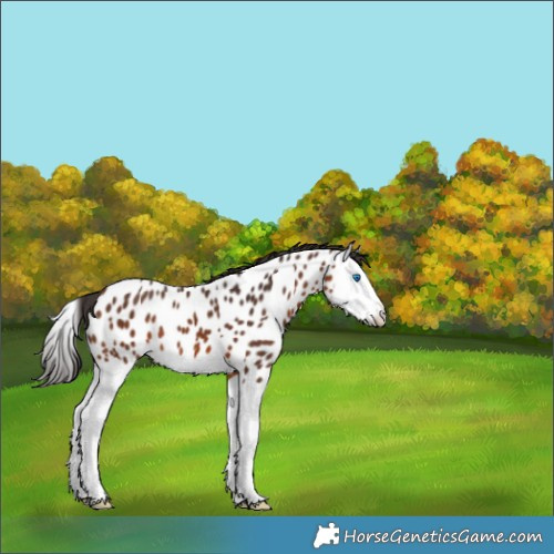 Horse Color:Brown Splash Near Leopard 