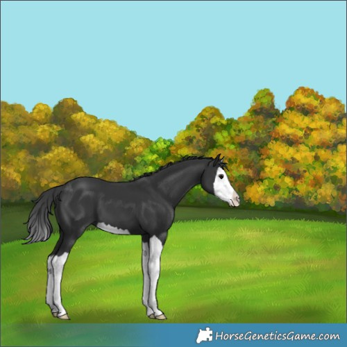 Horse Color:Black Splash 
