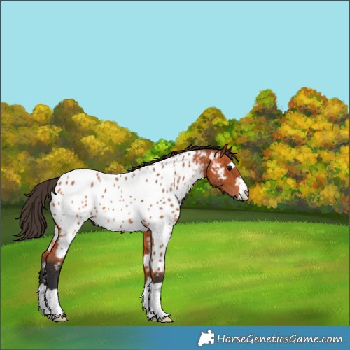 Horse Color:Bay Appaloosa 