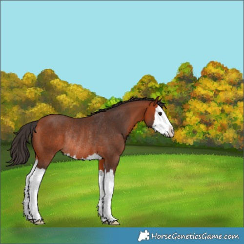 Horse Color:Bay Splash Rabicano 