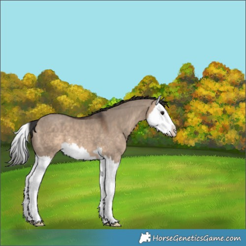 Horse Color:Brown Dun Splash 