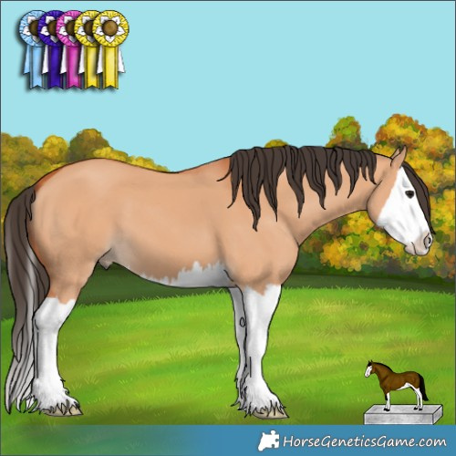 Horse Color:Bay Dun Splash 