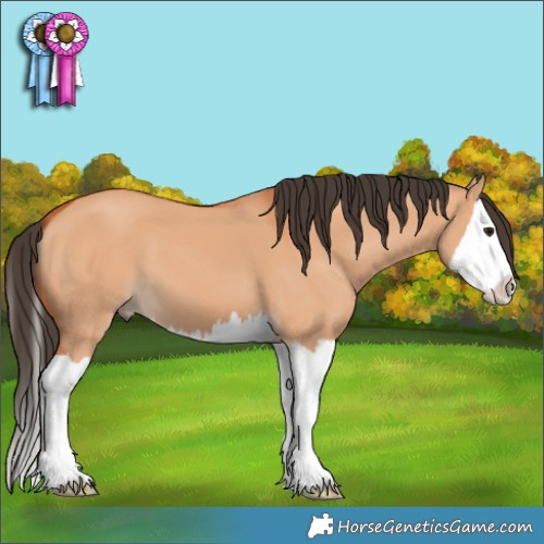 Horse Color:Bay Dun Splash 