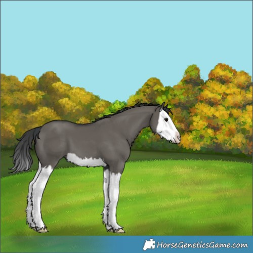 Horse Color:Grullo Splash 