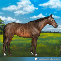Horse Color:Gray Bay  and Gray Amber Champagne 