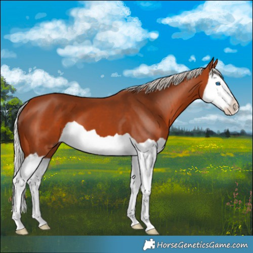 Horse Color:Silver Bay Splash