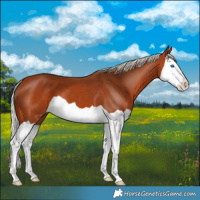 Horse Color:Silver Bay Splash 