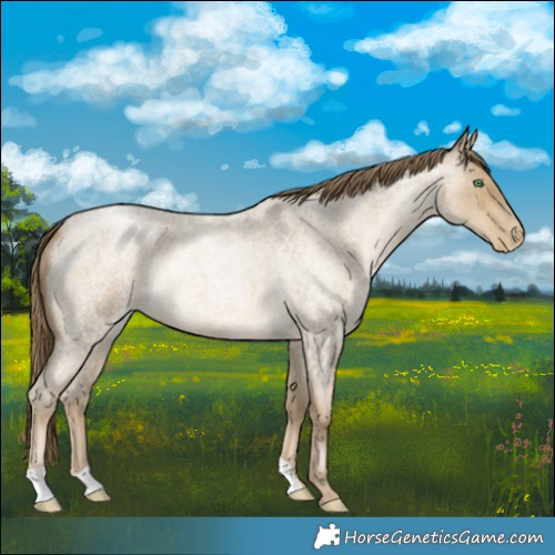 Horse Color:Smoky Blue Roan Pearl