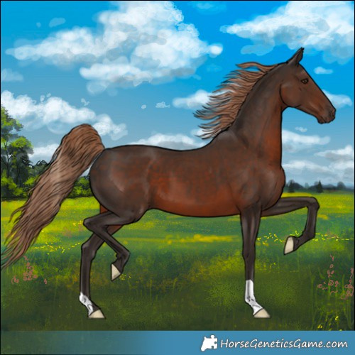 Horse Color:Liver Chestnut