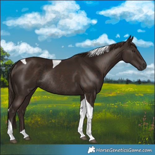 Horse Color:Liver Chestnut Tobiano Rabicano