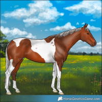 Horse Color:Silver Bay Tobiano