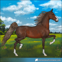 Horse Color:Liver Chestnut 