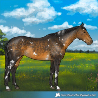 Horse Color:White Spotted Buckskin 
