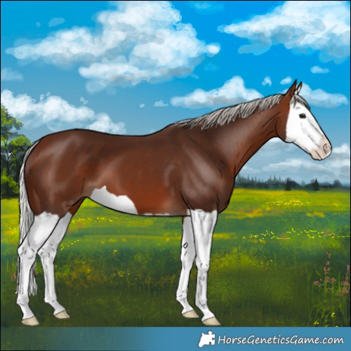 Horse Color:Silver Bay Splash