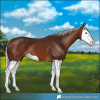 Horse Color:Silver Bay Splash 