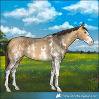 Horse Color:Buckskin Sabino 