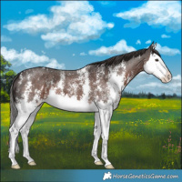Horse Color:Liver Chestnut Sabino Splash