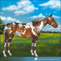 Horse Color:White Spotted Chocolate Palomino