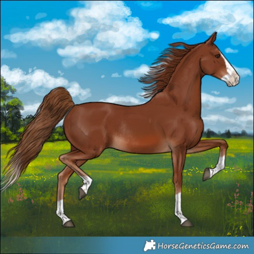 Horse Color:Chestnut Splash Rabicano
