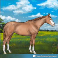 Horse Color:Gold Champagne