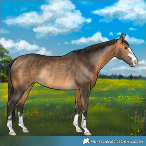 Horse Color:Buckskin Rabicano 