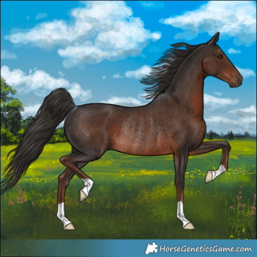 Horse Color:Liver Chestnut Rabicano