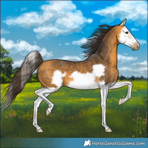 Horse Color:Buckskin Splash Frame