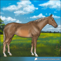 Horse Color:Chocolate Palomino 