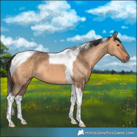 Horse Color:Bay Dun Tobiano 