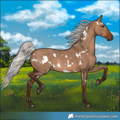 Horse Color:White Spotted Silver Bay Dun Rabicano