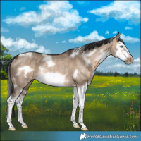 Horse Color:White Spotted Bay Dun Splash Frame Rabicano